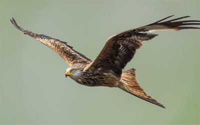 eagle, bird of prey, USA, flying bird, wingspan