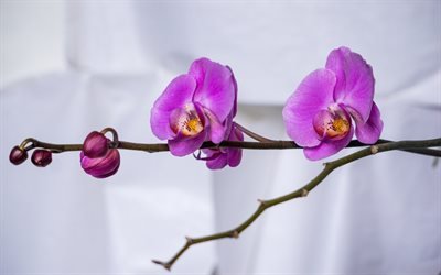 orchids, purple orchids, indoor plants, tropical flowers, branch