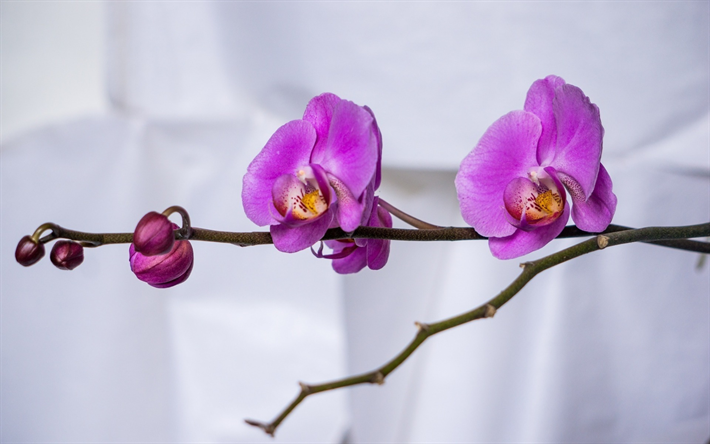 orchidee, piante da appartamento, fiori tropicali, ramo