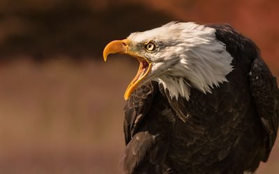 Bald eagle, symbol of United States, bird of prey, predator, wildlife, large birds