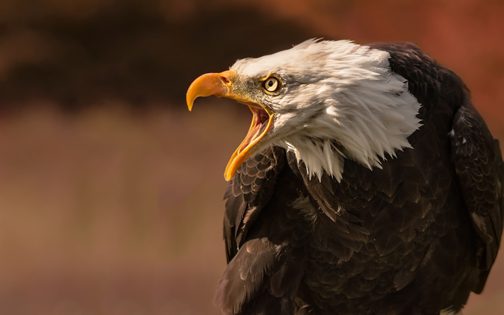 Amerika Birleşik Devletleri kel Kartal, sembol, yırtıcı kuş, yırtıcı hayvan, yaban hayatı, b&#252;y&#252;k kuşlar
