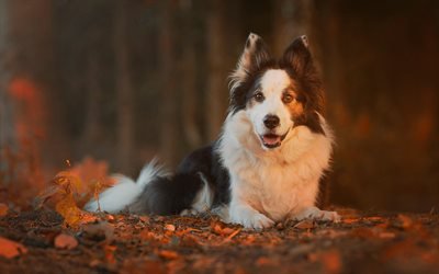 Border Collie, forest, pets, cute animals, autumn, dogs, Border Collie Dog
