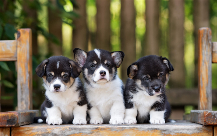 small puppies, cute little animals, dogs, border collie puppies