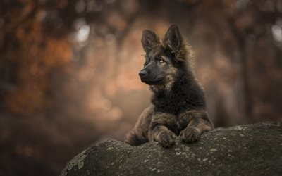 German Shepherd Dog, black puppy, cute little animals, evening, forest, pets