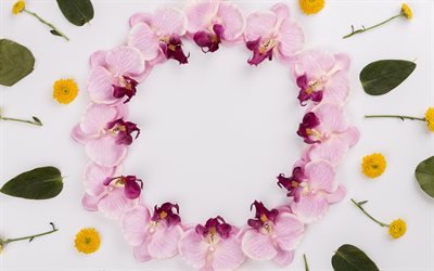 floral frame, pink orchids, tropical flowers, buds of orchids, frame of orchids