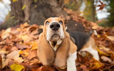 Basset hound Dog, foresta, autunno, carino animali, animali domestici, cani, Cani Basset