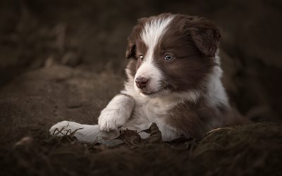 Border Collie, puppy, muzzle, cute animals, Brown Border Collie, dogs, Border Collie Dog