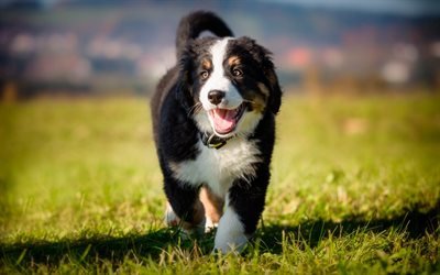 Bernese Mountain Dog, small puppy, black white dog, green grass, pets, dogs, Berner Sennenhund