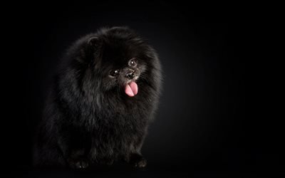 Musta Pomeranian, karvainen koira, musta spitz, lemmikit, koirat, Pomeranian Spitz, s&#246;p&#246;j&#228; el&#228;imi&#228;, hauska koira, Pomeranian, Spitz