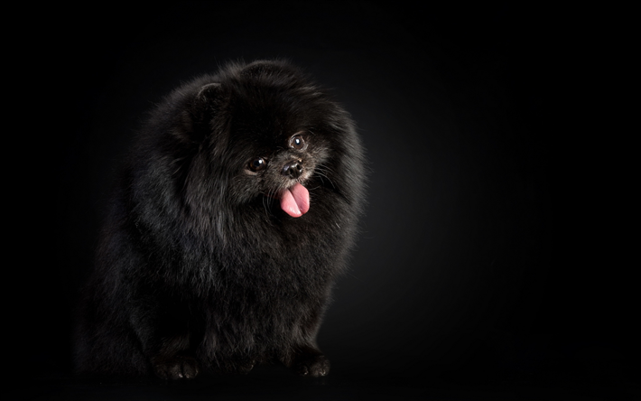 Negro Pomerania, peludo perro, negro spitz, mascotas, perros Pomerania Spitz, animales lindos, divertidos perro, Pomerania, perros, perros tipo Spitz