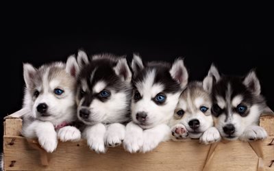 Husky chiots, petits chiens, des yeux bleus, des animaux mignons, husky, les animaux de compagnie