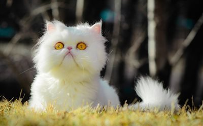 Persian cat, white kitten, lawn, cats, Persian kitten, domestic cats, pets, white Persian Cat