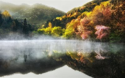 Hwasun Condado, Cholla-Namdo, manh&#227;, primavera, nevoeiro, lago de montanha, sakura, floresta, Coreia Do Sul