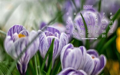 2019 May calendar, floral background, crocuses, 2019 calendars, background with violet flowers, May, spring, calendar for May 2019, beautiful spring flowers