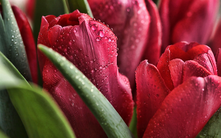 red tulips, bokeh, macro, summer, dew, red flowers, tulips, buds with dew