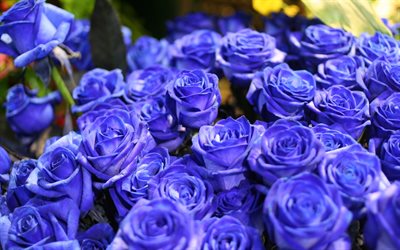 blue roses, a large bouquet of roses, blue flowers, roses, blue floral background