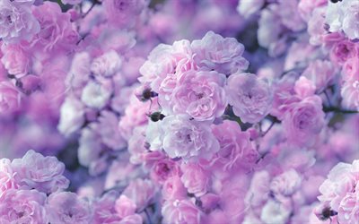 a luz cor-de-rosa as rosas, cor-de-rosa floral de fundo, flores da primavera, rosas, bloom, lindas flores, primavera conceitos