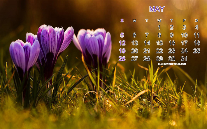 2019 May Calendar, background with crocuses, purple spring flowers, calendar for May 2019, art, floral background, 2019 concepts, calendars