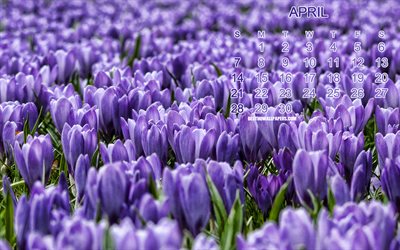 2019 April Kalender, lila blommor, krokus, kalender f&#246;r April 2019, lila v&#229;rens blommor, 2019 begrepp, kalendrar