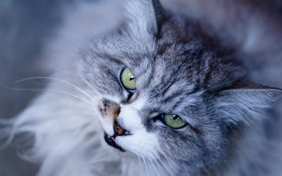 british cat, gray fluffy cat, cute animals, cats, green eyes