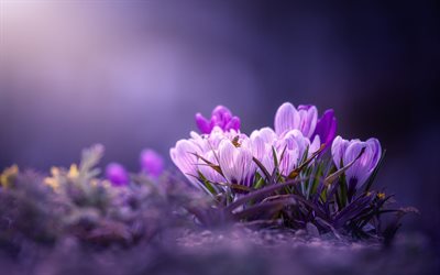 pink crocuses, spring flowers, purple floral background, crocuses, spring, forest, blur, morning
