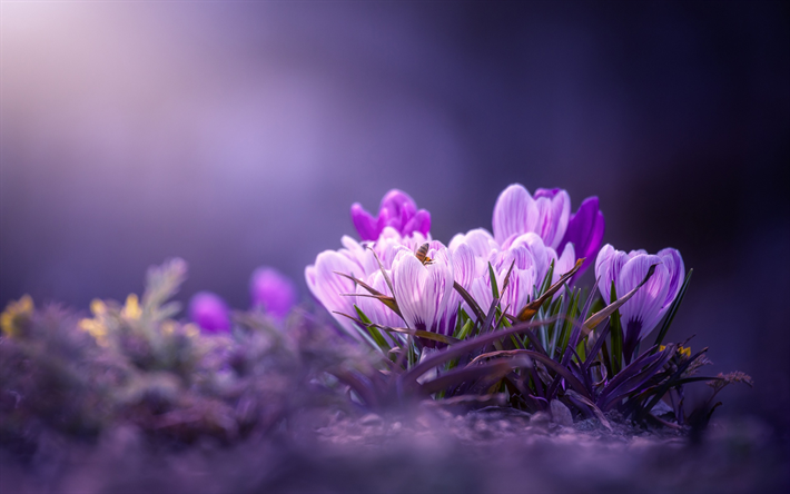 rosa crochi, fiori di primavera, viola floreale, sfondo, crochi, primavera, foresta, blur, mattina