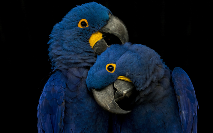 Arara azul, casal, azul papagaios, belos p&#225;ssaros azuis, papagaios, ararinha-azul