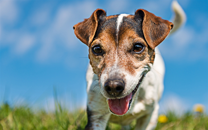 4k, Terrier Jack Russell, close-up, curioso perro, mascotas, perros, animales lindos, Jack Russell Terrier Perro