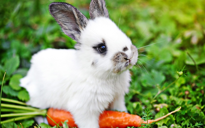 coelho com cenoura, bokeh, animais fofos, pouco coelho, animais de estima&#231;&#227;o, coelhos, coelho bonito