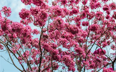 Sakura, rosa flores de la primavera, rosa &#225;rbol, cielo azul, jard&#237;n, primavera
