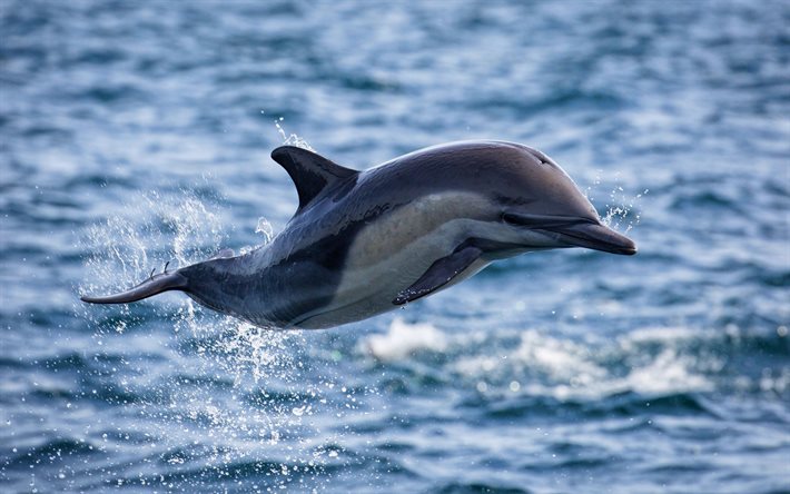 flying dolphin, sea, flight, dolphin above water, wildlife, dolphins, Cetacea