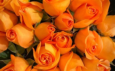 les roses orange, fond avec des roses, des bourgeons de roses orange, orange, roses, fond, floral, boutons de rose