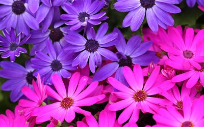 violetti aster, makro, kauniita kukkia, violetit kukat, asters, Osteospermum