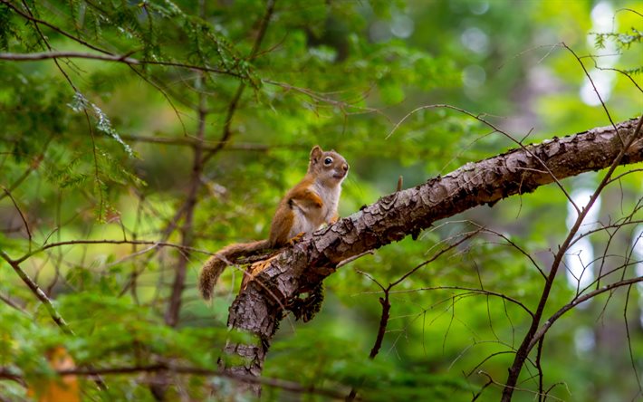 Squirrel, 4k, wildlife, forest, summer, Sciuridae, squirrel on tree
