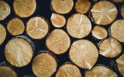 Logs, wood, wood texture, sawmill