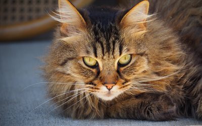 4k, Maine Coon, close-up, cute animals, pets, cats, Maine Coon Cat, domestic cats