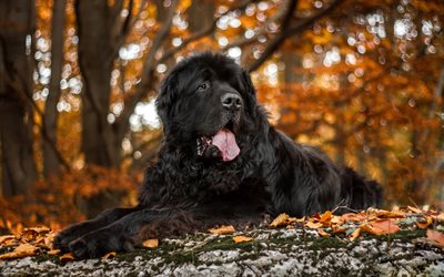 Newfoundland dog, pets, large black dog, English breeds of dogs, large dogs