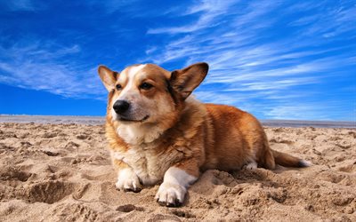 Welsh Corgi, 4k, beach, fluffy dog, pets, dogs, blue sky, Pembroke Welsh Corgi, cute dog, sand, Welsh Corgi Dog, Corgi