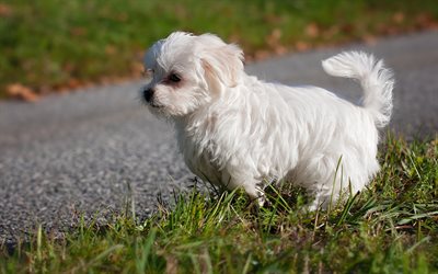 4k, Bolognese, blur, white dog, cute animals, pets, dogs, Bolognes Doge