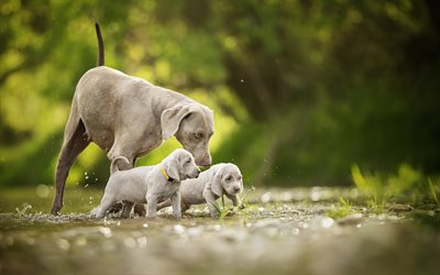 Weimaraner, small gray puppies, cute animals, dogs, twins, Weimar ridge, river, water, small dogs