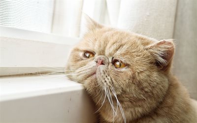 4k, exotic Shorthair, chat roux, les animaux de compagnie, triste, chat, chats, animaux mignons, gingembre exot, Chat persan, chat domestique, Chat exotic Shorthair