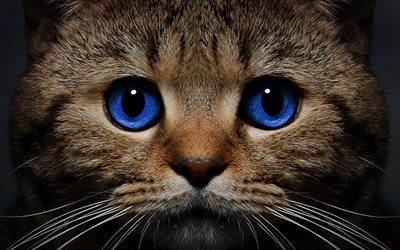 Ojos Azules Chat, 4k, close-up, les yeux bleus, les chats, les animaux de compagnie, les chats domestiques, Ojos Azules