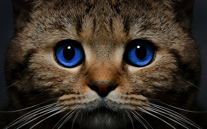 Descargar fondos de pantalla Ojos Azules de Gato, 4k, de cerca, los ojos  azules, los gatos, las mascotas, los gatos domésticos, Ojos Azules libre.  Imágenes fondos de descarga gratuita