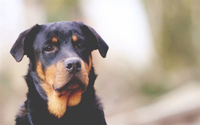 Cachorro Rottweiler, 4k, close-up, animais de estima&#231;&#227;o, cachorros, animais fofos, Rottweiler