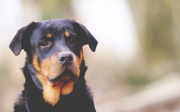 Rottweiler Koira, 4k, l&#228;hikuva, lemmikit, koirat, s&#246;p&#246;j&#228; el&#228;imi&#228;, Rottweiler