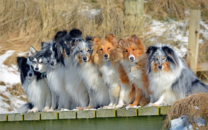 Alaskan Klee Kai, Border Collie, chiens de Berger de Shetland, chienne sheltie, mignon chiens, races de bons chiens, les animaux de compagnie