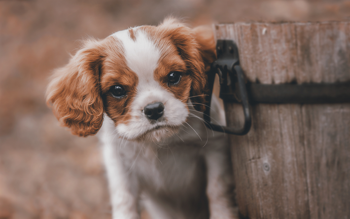 Download wallpapers English Cocker Spaniel, puppy, small white black ...