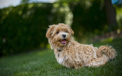4k, Glen of Imaal Terrier, green grass, pets, summer, white dog, dogs, Glen of Imaal Terrier Dog, lawn