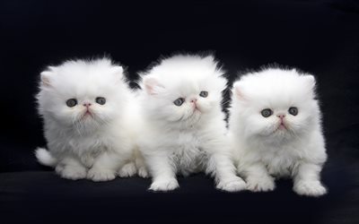 Egzotik Uzun Sa&#231; Kediler, beyaz kediler, hayvanlar, Fars&#231;a Yavru kedi, Egzotik Longhair, yerli kedi
