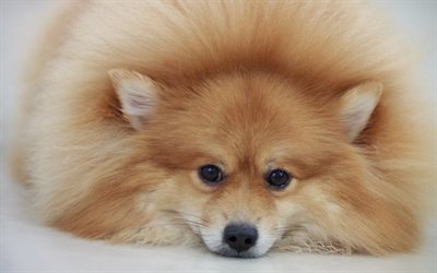 Spitz, 4k, fluffy dog, cute animals, pets, dogs, Pomeranian, Pomeranian Spitz